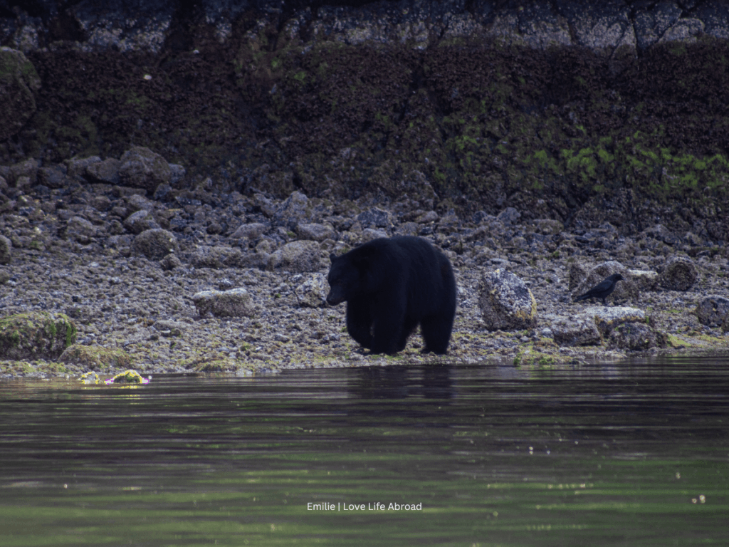 A bear we saw during our bear-watching tour in Tofino