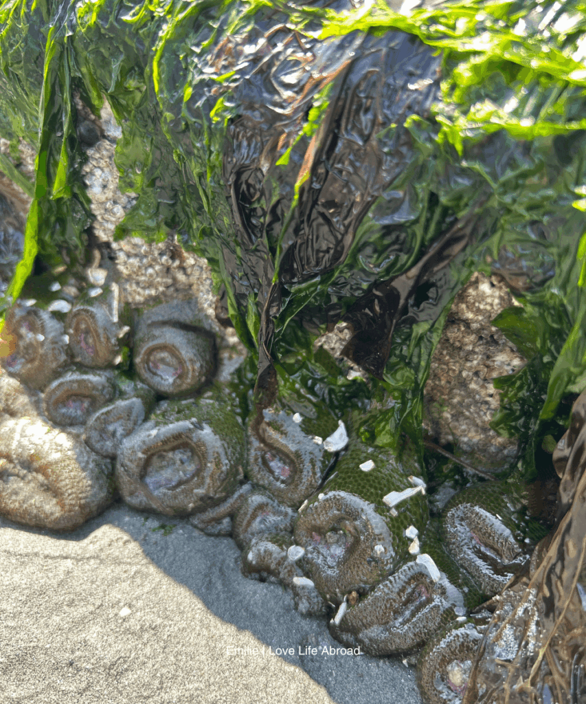 Finding sea creatures in tide pools in Tofino 