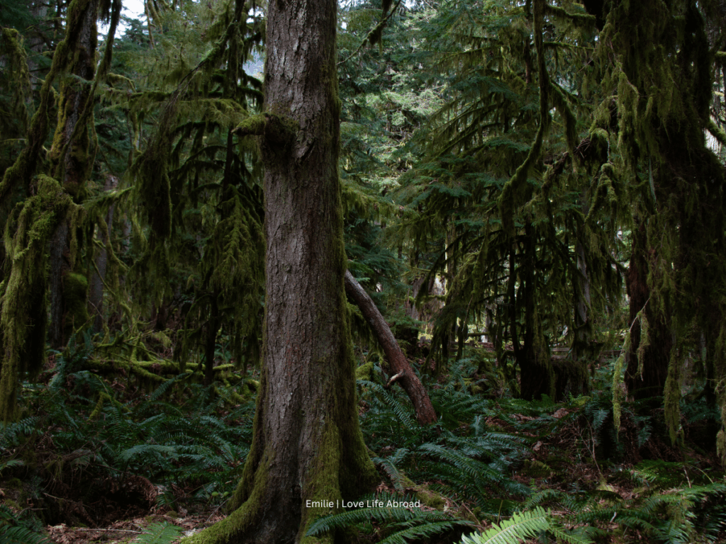 the beautiful Douglas Fir forest at Cathedral Grove on the Pacific Rim Highway 