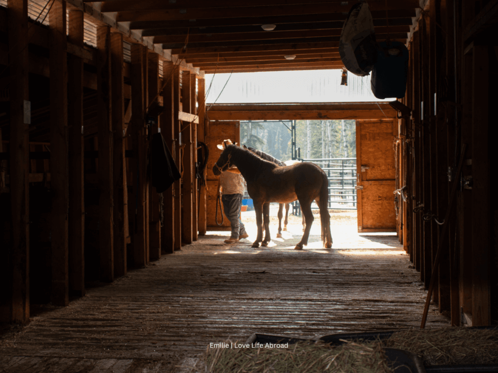 Wild Horse of Alberta in Sundre
