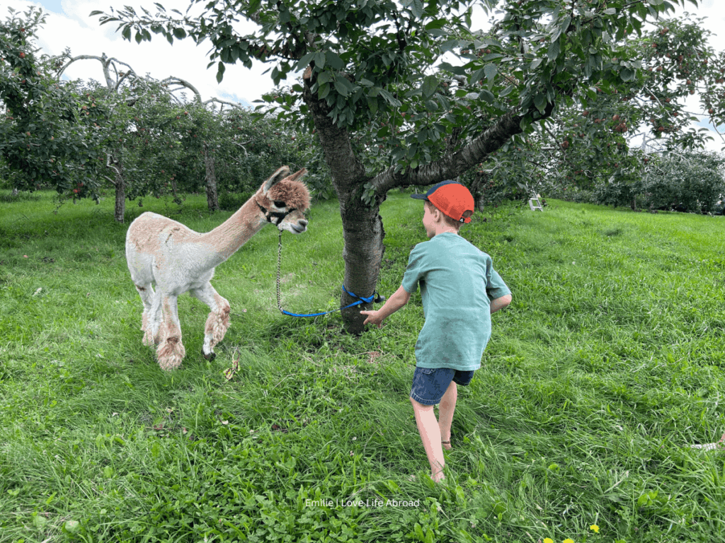 a boy walking anf feeding an alpaca in a field at Verger Champetre in Granby