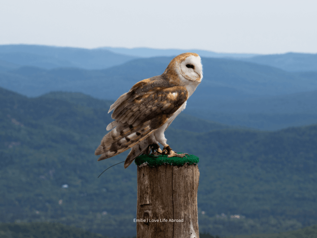 The Birds of Prey show is hosted at the Summit of the mountain at Mont-Tremblant