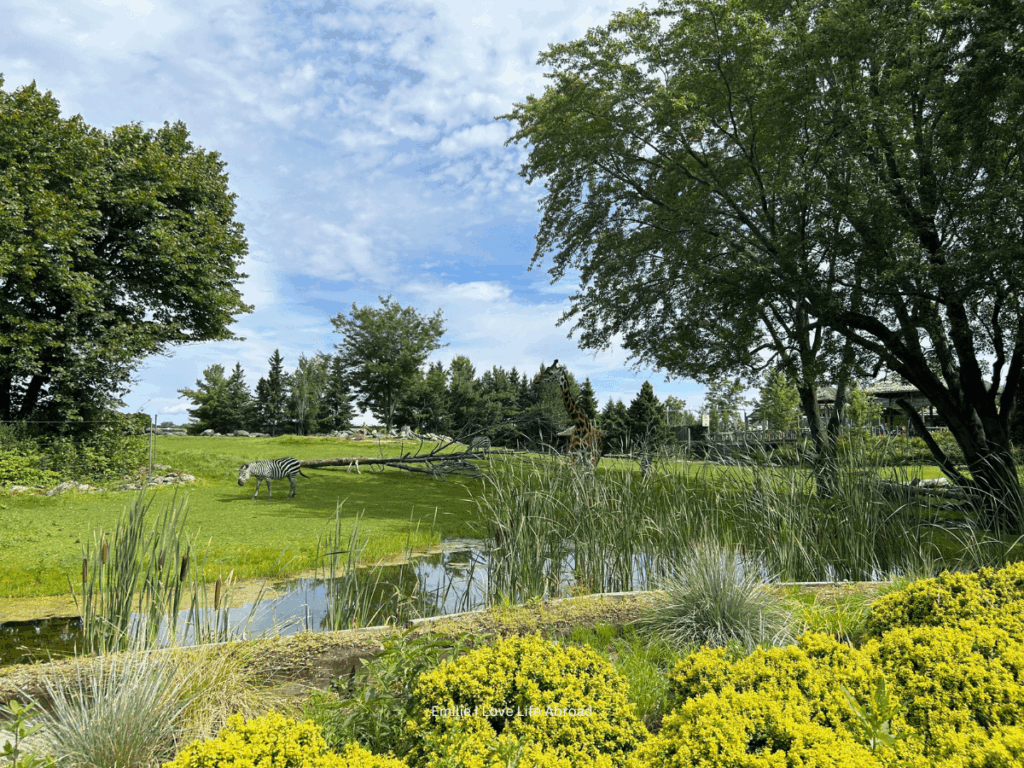 Zebra at the Zoo de Granby