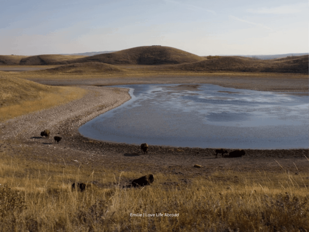 L’enclos des bisons du Waterton Lakes National Park