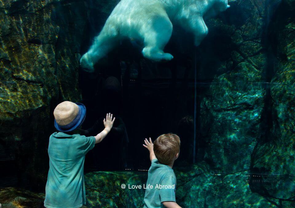 The kids were looking at the polar bear during our visit of the Journey to Churchill Exhibit at Assiniboine Zoo in Winnipeg