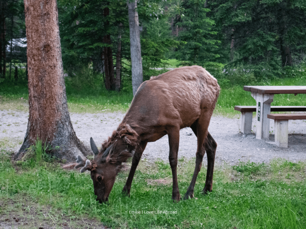 Elk wandering at one of the campsite at the Tunnel Mountain Campground