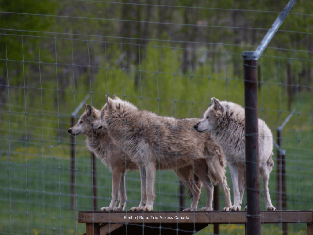 3 wolfdogs at the Yamnuska Wolfdog Sanctuary