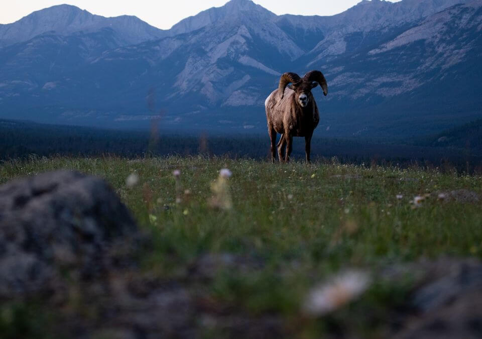 The Old Fort Point trail is my favorite hike in Jasper Its short but truly beautiful Plus lots of chances to spot wild animals