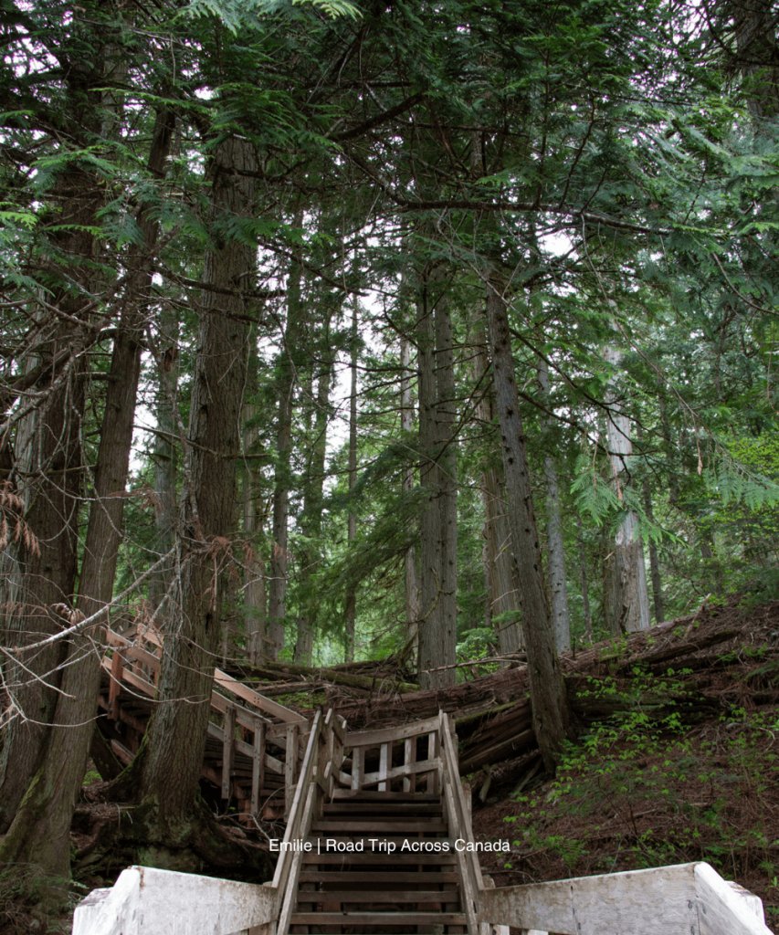 Walking into the ancient forest at Giant Cedar Trail
