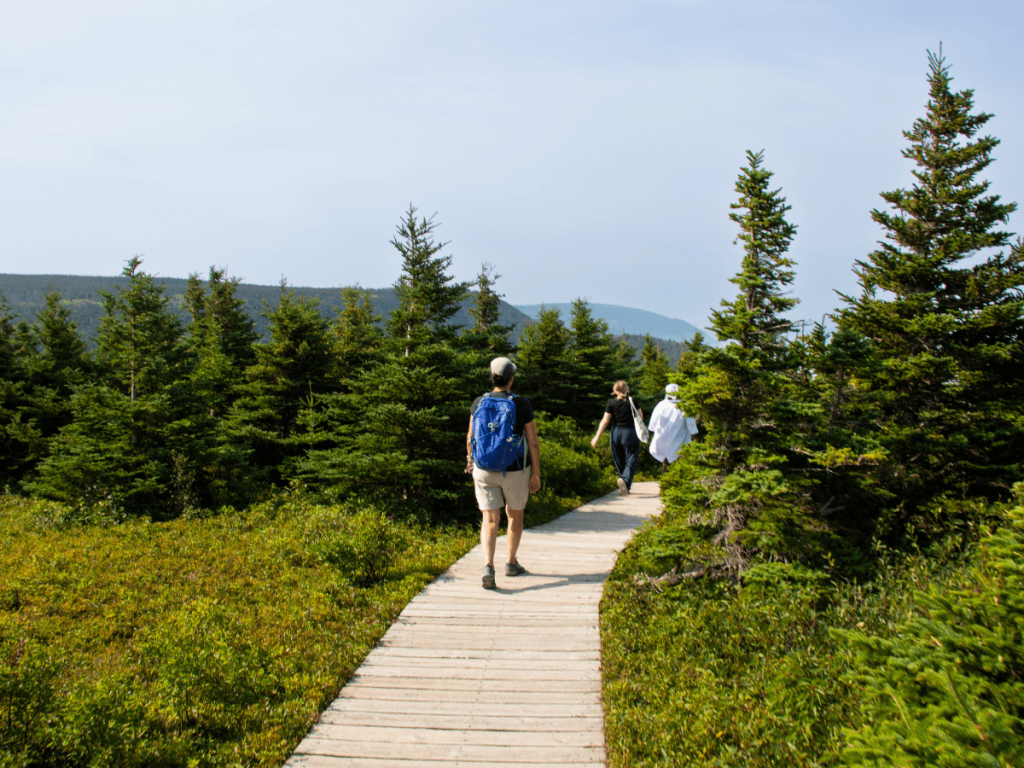 Walking through the forest at Skyline Trail