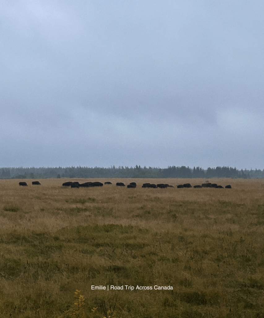 We saw the bison herd at the Lake Audy Enclosure